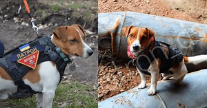 Meet Patron, a bomb-sniffing Jack Russell terrier who has found 150 Russian bombs in Ukraine