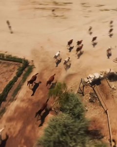 17 reactions | Welcome to the enchanting skies of Cappadocia, Turkey! Did you know that hot air ballooning here is like a dream? Soaring high above the unique rock formations, you'll witness nature's artistry unfold. But, did you ever imagine flying with horses in Goreme?  It's not just a ride; it's an exhilarating journey through history and wonder. Let's saddle up for an adventure like no other! | Venture | Facebook