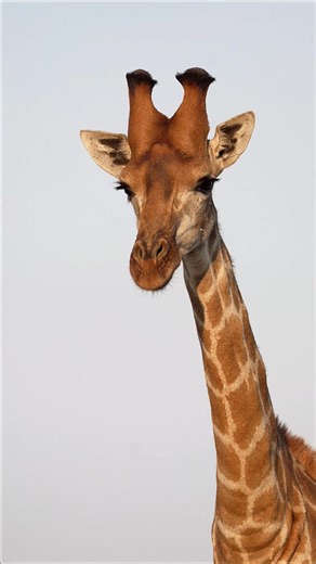 Watch this big bull giraffe lick his lips on safari in South Africa #giraffe #safarisightings #wildafrica | All Out Safaris