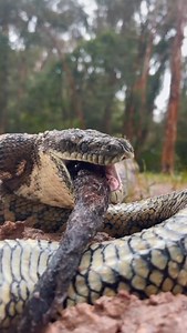 795 reactions · 24 shares | How do snakes breathe while they're...