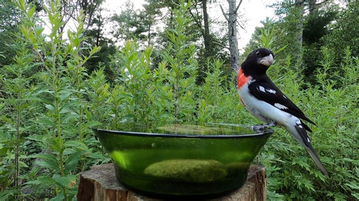 2.4K views · 319 reactions | Rose-breasted Grosbeak | Critter Cam | Facebook