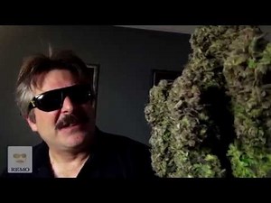 Anyone try Remo Nutrients - buds the size of your head?