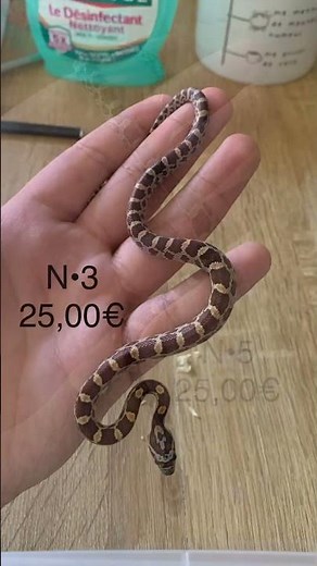 Pantherophis Guttatus