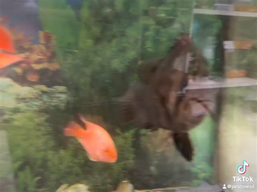 Meet the majestic Datnoid, a true centerpiece for any large aquarium!  Known for their striking patterns and bold personality, these predators are sure to capture your attention. Perfect for experienced hobbyists looking to add a touch of the wild to their tanks. 麗 #Datnoid #AquariumShowstopper #PetZoneSD | Pet Zone Tropical Fish, San Diego, California | Facebook