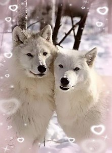 272 reactions · 60 shares | What a sweet couple | Wolves and wolfpuppys | Facebook