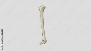 The anterior tibial artery is an artery of the leg