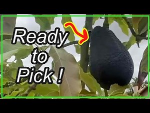 When to Pick a Sir Prize Avocado: Is it Ready Yet?