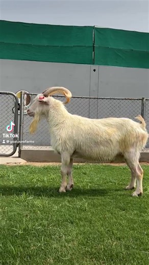 2.2K views · 53 reactions | ✨ Meet Alidar – The Swiss Giant ✨...