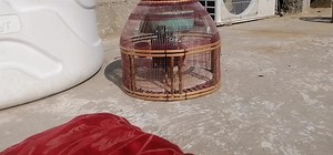 2.4K views · 78 reactions | Black Francolin Calling | Beautiful Birds Of Nature | Facebook