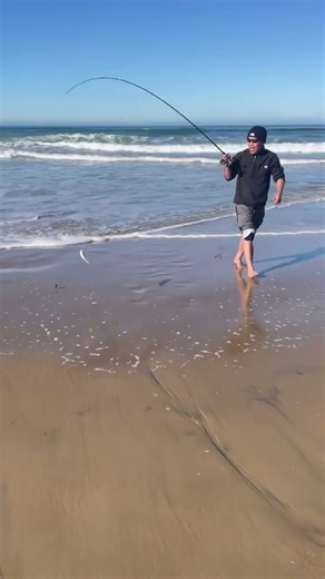 Pismo Perch!! #fishing #beach #outdoors #carpfishing