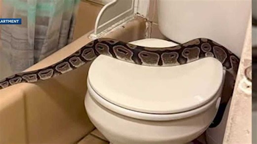 5-foot python found in bathroom of Derry apartment building