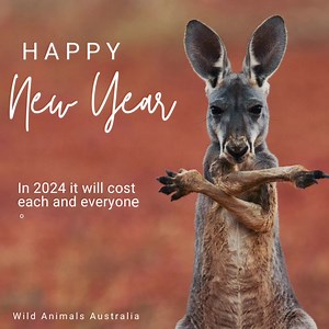 90 reactions · 23 shares | Wild Animals Australia on Reels | Facebook