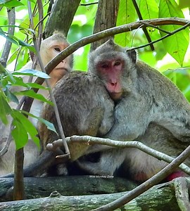 Best Mom Jane still hug all big kids even her tiny baby still wean fresh milk. | Wild Monkey Zone