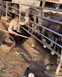 27K views · 79 reactions | Feeding Ostriches is not easy! | Awesome Things & DIY | Facebook