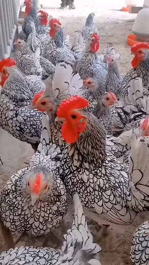 Beautiful chickens | ATN
