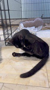 3.5K views · 90 reactions | Adopted殺 Salem cleaning her toes Call JoEllen to adopt 814 937-7653 | Mending Hearts Animal Rescue | Facebook