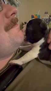 Who wants to be next for puppy kisses? Raise your hand 🙋🏻‍♀️ | Limitless Boston Terriers