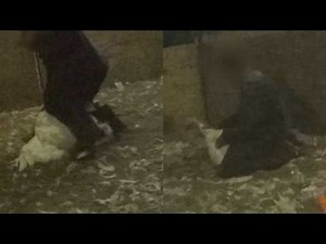 Why Butterball’s Name Haunts Thanksgiving: Animals Victimized by Sexual Abuse