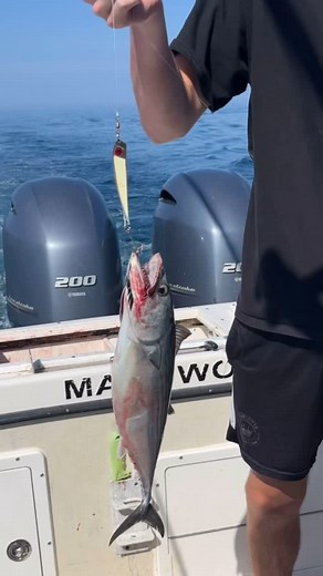 Beautiful weather continues and so does the bite along the beach! #angrypelicancharters #oakislandnc #southportnc #baldheadislandnc #sharkfishing #ncfishing #atlanticbonito #spanishmackerel #dolphin🐬 | Angry Pelican Charters