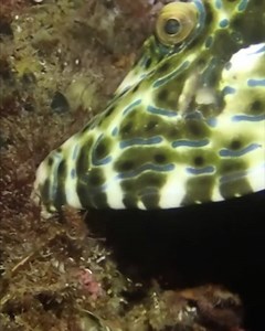 Fish hold against currents using the mouth. #fish #ocean #diver | Critter Hunter