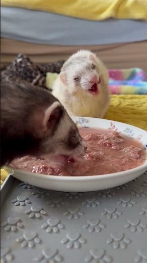 Ferrets eating raw meat🥩 #ferret #breakfast