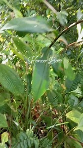 1.7M views · 20K reactions | Sering di anggap gulma Padahal, manfaat dan khasiatnya luar biasa loh Baca di kolom komentar yang di sematkan #tanaman #hutan #obatHerbal | Konco Boss | Facebook