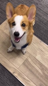 Shaw Floors on Reels