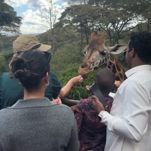 At the Giraffe Centre, you don’t just watch giraffes—you meet them up close! 🦒✨ Feeding these gentle giants was an unforgettable experience. Their calm eyes, long tongues, and graceful presence make you feel like you’ve stepped into a scene straight out of a wildlife dream. Nature really has its own magic—pure, raw, and humbling. 🌿💛 #GiraffeCentre #Nairobi #WildlifeMagic #OnceInALifetime #BucketListExperience #AfricaDiaries #GentleGiants #TravelMoments जिराफ सेंटरमध्ये तुम्ही फक्त जिराफ बघत न