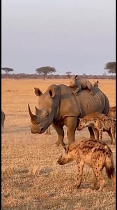 335K views · 4.1K reactions | El instinto protector del rinoceronte...