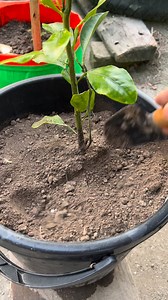 1.4M views · 5.2K reactions | Lime tree grow tips using raw egg as compost #limetree #plants #nature #flowers #plantsofinstagram #garden #plant #gardening | Rezia Gardening | Facebook