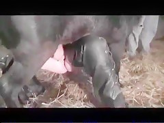 Victoria Horse Blooper