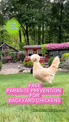 Check those booties! 👉🏻REGULAR Booty Checks are the ONLY “preventative “ measure needed for backyard chickens to control parasites! 👉🏻Go into your coop AFTER DARK with a headlamp & part the feathers around the vent to see what’s there. 👉🏻Any bugs moving or scabby skin? No? Great! Check again in a few weeks. 👉🏻Notice bugs scurrying on feathers or skin? Any scabbing? Yes? DON’T FREAK OUT! We will handle it. 👉🏻ALL outdoor pets encounter parasites occasionally! No worries! 👉🏻Mites & lice