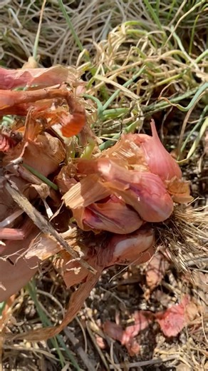 Sound of Harvest Shallots #homegrown #vegetables #garden #shallots #harvesting #backyardgarden #fypシ゚ #australia | GrowwithChea