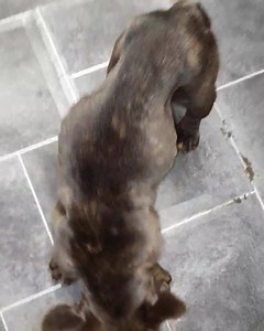 Excuse me gibbering away! Mumma is doing really well bless her. As you can see she still has a way to go before she reaches anywhere near normal weight. She is eating her bodyweight in chicken, puppy biscuits and puppy meat. She is also having goats milk. Pups are doing well currently, its amazing that they survived! She is a good mumma despite all she has been through. Our only complaint is the smell. This poor girls is very pungent but we won't wash her yet because she is feeding her babies. I