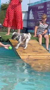 22K views · 807 reactions | Cockapoo Monty is a super little swimmer  | Canine Dip and Dive Maldon | Facebook