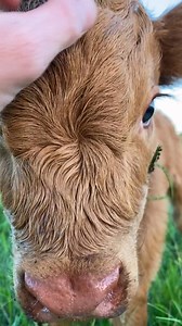 NAME REVEAL: KATE! This precious bean is so beautiful🥰 #cowsoftiktok #babycow #fluffycow #newbaby #highland | Knuckle Bump Farms
