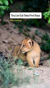 70 reactions | A tiny male lion cub emerges from his den in the heart...
