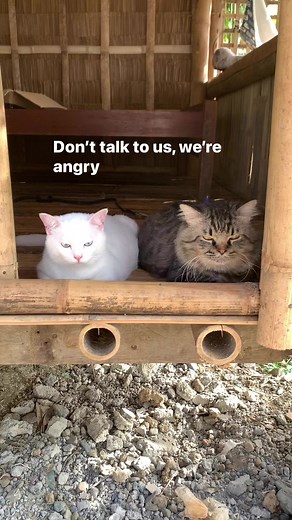 57K views · 1.3K reactions | Mga angry birds na naman HAHAHA 藍 #catoftheday #catlover #catloversclub #cat #cats #cutecat #cutecats #catlove #catlife #FunnyCats #catlovers #happyfriday | Callie and Fluffy | Facebook