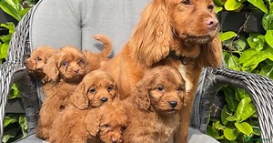 Cockapoo Puppies for sale in Dartford, Kent | Pets4Homes