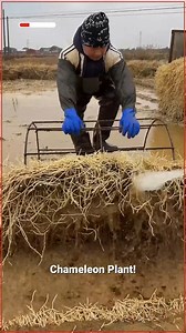 28K views | Picking Houttuynia Cordata | Keto Daily | Facebook