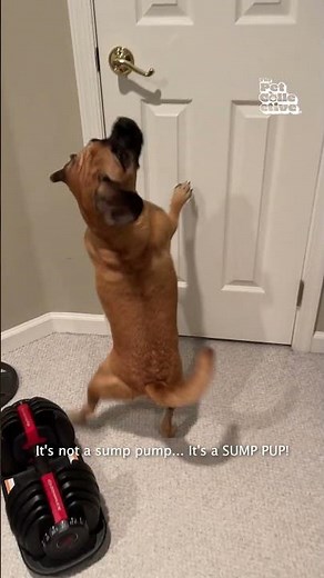 Pug Obsessed with Basement