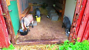 2.1K views · 306 reactions | Goaten morning, breakfast is served! | Mia, the cutest baby goat in all of Denmark | Facebook