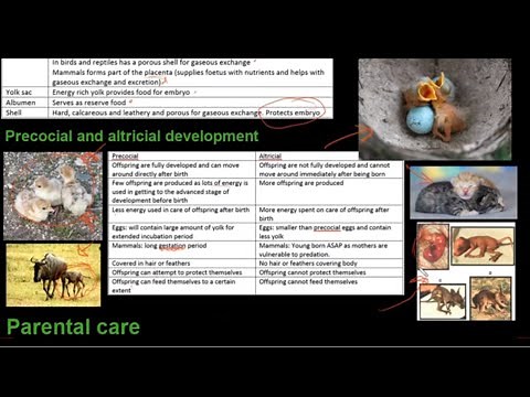 Grade 12 Life Sciences Reproduction in vertebrates
