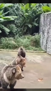 very funny dogs compilation short 😂😂😂#short #funny #cute #tiktok #dog | Otis Rutinel