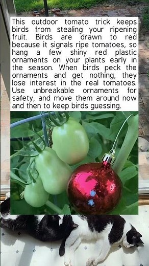 How To Protect Your Tomatoes From Birds