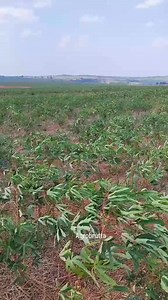 Récolte de manioc mécanisé. Benin Fruits & Fleurs 🧐 | Benin Fruits & Fleurs