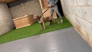 BUMPYS_WORLD_OFFICIAL on TikTok