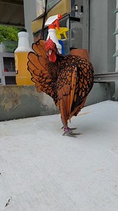 5.8K views · 287 reactions | Sebright chicken rooster  | Mozumdar agro farm | Facebook
