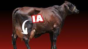 Cómo Implementar un Programa de Inseminación Artificial en Vacas Lecheras. ¡Transforma tu granja lechera en una potencia productiva con la inseminación artificial! Este video te guía paso a paso a través de la implementación de un programa de inseminación artificial (IA) eficiente y efectivo en tu granja lechera. #ganaderia #gadodecorte #gadoleitero #cattle | Infoagrìcola