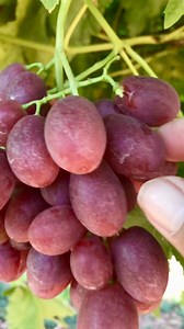 276K views · 4.8K reactions | Farm anggur rally Australia | Gede Robert | Facebook